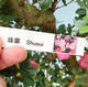Outdoorowe bonsai - azalia japońska SATSUKI- Azalea SHUSHUI - 6/6