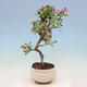 Outdoor bonsai -Malus Halliana - owocach jabłoni - 6/6