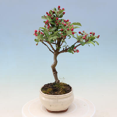 Outdoor bonsai -Malus Halliana - owocach jabłoni - 6
