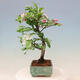 Outdoor bonsai -Malus Halliana - owocach jabłoni - 6/7
