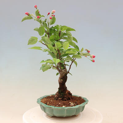 Outdoor bonsai -Malus Halliana - owocach jabłoni - 6