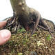 Outdoor bonsai - Acer palmatum Shishigashira - 6/7