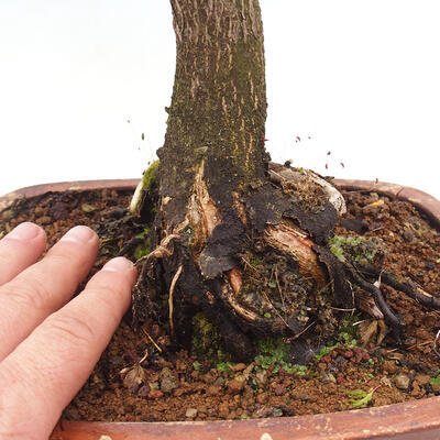 Outdoor bonsai - Acer palmatum Shishigashira - 6