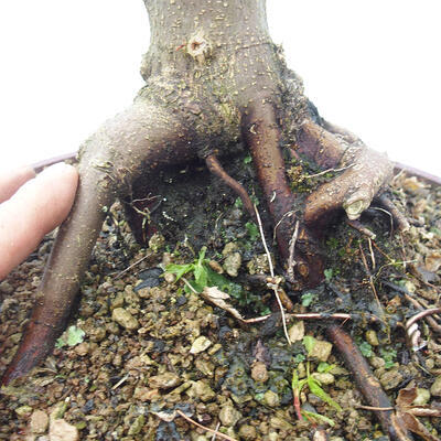 Outdoor bonsai - Acer palmatum Shishigashira - 6