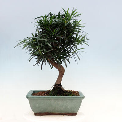 bonsai Room - Podocarpus - Stone tysięcy - 6