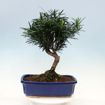 bonsai Room - Podocarpus - Stone tysięcy - 6