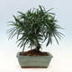 bonsai Room - Podocarpus - Stone tysięcy - 6/7