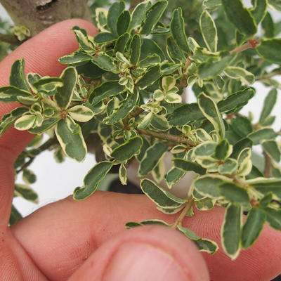 Indoor bonsai -Ligustrum Variegata - dziób ptaka - 6