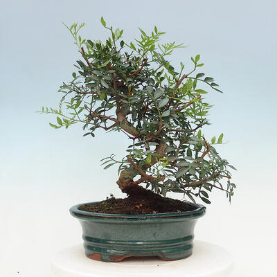 Kryty bonsai - Pistacje - 6
