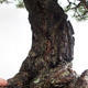 Outdoor bonsai - Pinus sylvestris - sosna zwyczajna VB2019-26699 - 6/6