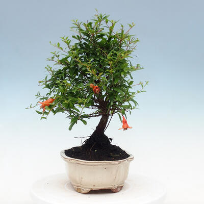 Kryty bonsai-PUNICA granatum nana-Granat - 6