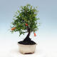 Kryty bonsai-PUNICA granatum nana-Granat - 6/6