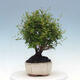 Kryty bonsai-PUNICA granatum nana-Granat - 6/6