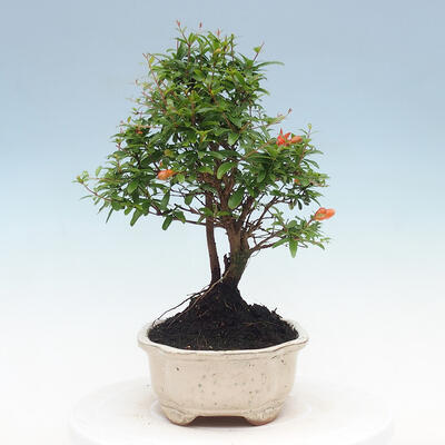 Kryty bonsai-PUNICA granatum nana-Granat - 6