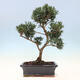 Kryty bonsai - Podocarpus - Kamienny tys - 6/7