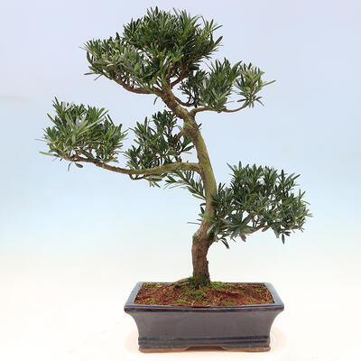 Kryty bonsai - Podocarpus - Kamienny tys - 6