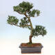 Kryty bonsai - Podocarpus - Kamienny tys - 6/7