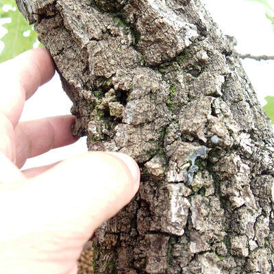 Bonsai zewnętrzne Quercus Cerris - Dąb Cer - 6