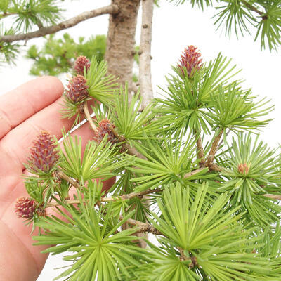 Bonsai na zewnątrz - Larix decidua - Modrzew liściasty - 6