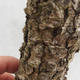 Outdoor bonsai -Modřín opadavý- Larix decidua - 6/7