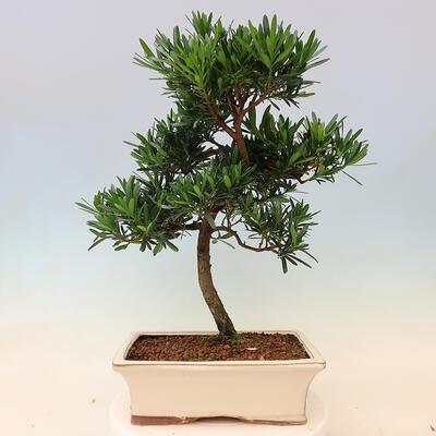 Kryty bonsai - Podocarpus - Kamienny tys - 6
