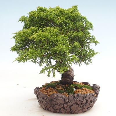 Outdoor bonsai - Juniperus chinensis Itoigawa-chiński jałowiec - 6