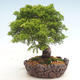 Outdoor bonsai - Juniperus chinensis Itoigawa-chiński jałowiec - 6/6