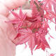 Bonsai outdoor - Maple palmatum DESHOJO - Liść palmy klonowej - 6/6