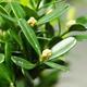 Kryty bonsai - Buxus harlandii - Bukszpan korkowy - 3/4