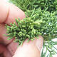 Outdoor bonsai - Juniperus chinensis - chiński jałowiec - 6/6