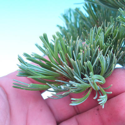 Outdoor bonsai -Borovice drobnokvětá - Pinus parviflora glauca - 6