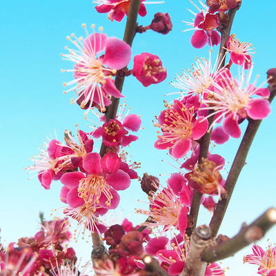 Outdoor bonsai - japońska morela - Prunus Mume - 6