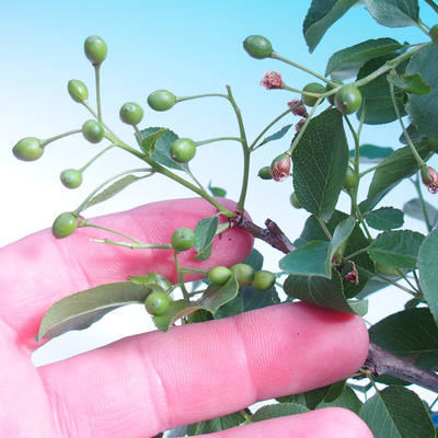 Outdoor bonsai -Mahalebka - wiśnia wonna - 6