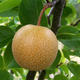 Outdoor bonsai - japońska gruszka NASHI - Pyrus pyrifolia - 6/6