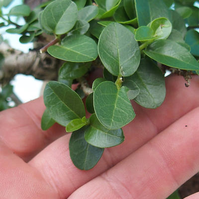 Pokój bonsai-PREMNA MICROPHYLLA Kozlovoň malolistá - 6
