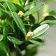 Bonsai pokojowe - Buxus harlandii - buxus korkowy - 6/6