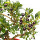 Kryte bonsai ze spodkiem - Ilex crenata - Holly - 6/6