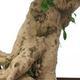 Kryty bonsai - Carmona macrophylla - Tea fuki - 5/5