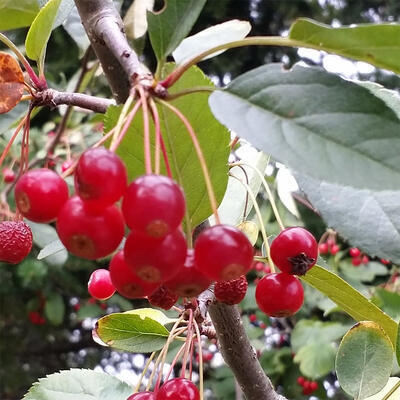 Outdoor bonsai - Malus sargentii - Drobnoowocowa jabłoń - 6