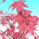 Bonsai outdoor - Maple palmatum DESHOJO - Maple palmate - 6/6