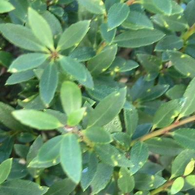Kryte bonsai - Ilex crenata - Holly - 6