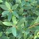 Kryte bonsai - Ilex crenata - Holly - 2/3