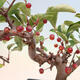 Outdoor bonsai - Malus sargentii - Drobnoowocowa jabłoń - 6/6