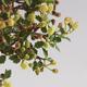 bonsai Room - Ulmus parvifolia - Malolistý wiąz - 6/6