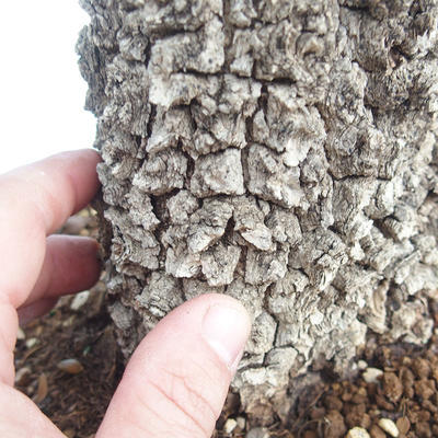 Kryty bonsai - Olea europaea sylvestris -Oliva Europejski mały liść PB220640 - 7