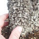 Kryty bonsai - Olea europaea sylvestris -Oliva Europejski mały liść PB220640 - 7/7