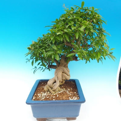 Pokój bonsai-granat PUNICA-granat - 7
