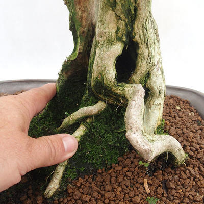 Kryty bonsai - Duranta erecta Aurea PB2191203 - 7
