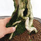 Kryty bonsai - Duranta erecta Aurea PB2191203 - 7/7