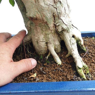 Kryty bonsai - Duranta erecta Aurea PB2191206 - 7
